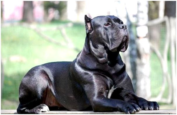 Итальянская порода крупных собак фото thumbnail