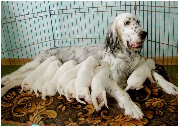 На каком сроке шевелится щенки у беременной собаки