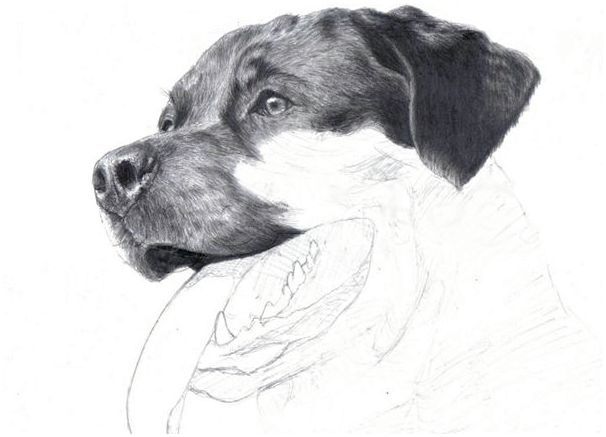 Как нарисовать собаку породой ротвейлер