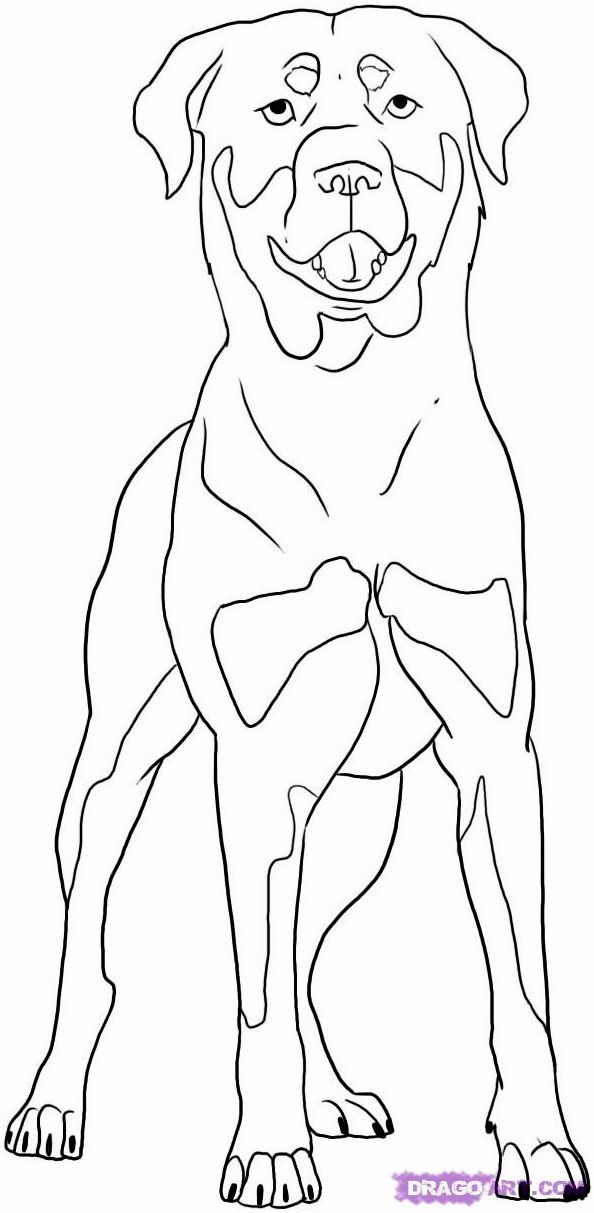 Рисуем собаку Ротвейлера - шаг 6