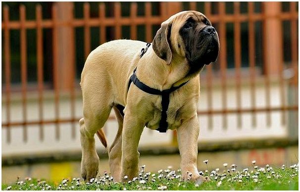 1-е место: Английский мастиф – старинная английская порода собак, которая носит статус самой большой породы собак в мире. 