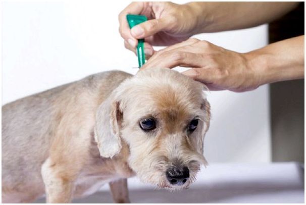 Инспектор – капли для собак: инструкция по применению, отзывы и советы ветеринаров