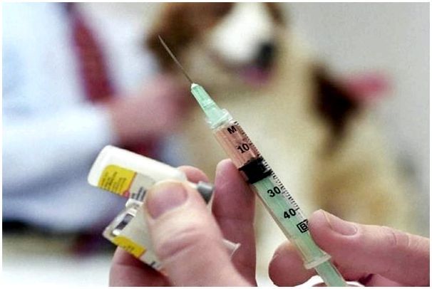 Прививка от клещей для собак: как и когда ее делают – отзывы ветеринаров, как ставят укол