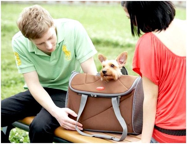парень, девушка и собака в сумке-переноске