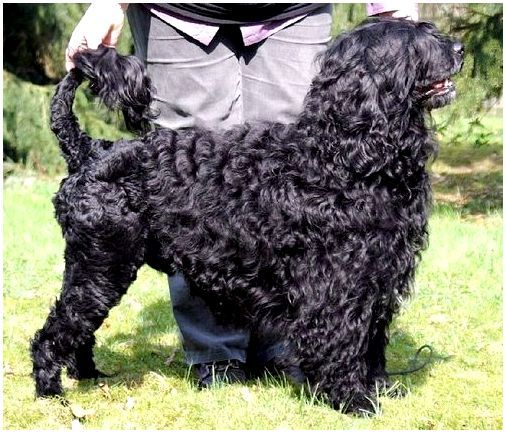 Какие породы собак черные фото