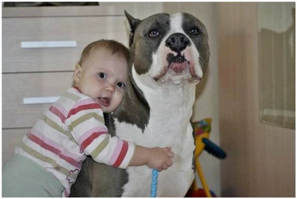 Порода собак и ребенок аутист
