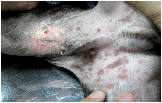 Какие уколы собаке при аллергии
