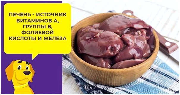Какую печень давать собаке сырую или вареную thumbnail