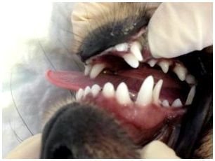 Когда и какие зубы выпадают у собак