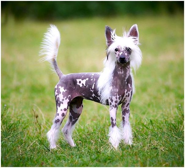 Маленькие популярные породы собак в россии