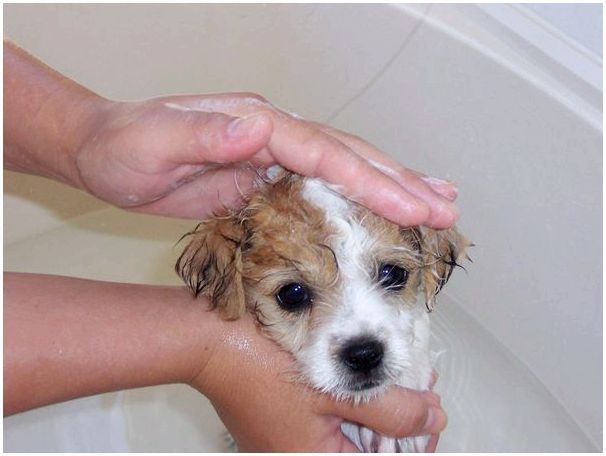 Мыть собаку с какого возраста thumbnail