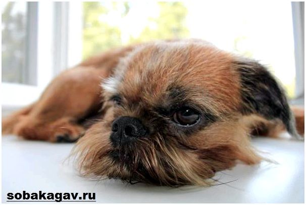 Брюссельский-гриффон-собака-Описание-особенности-уход-и-цена-породы-1
