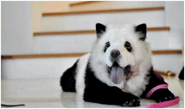 Порода собак похожих панду thumbnail