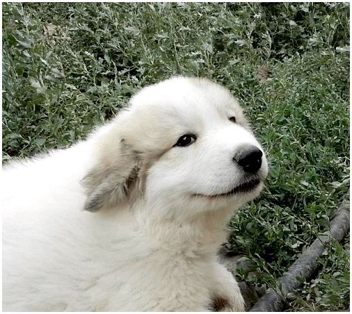 Верный друг и истинный аристократ: пиренейская горная собака