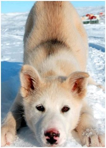 Порода собаки гренландская собака