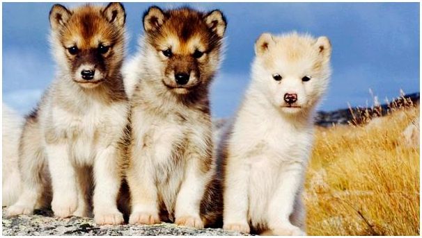 Порода собаки гренландская собака