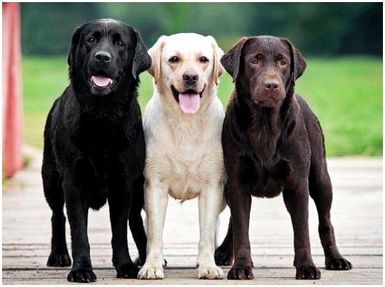 Породы собак гладкошерстные среднего размера для квартиры фото thumbnail