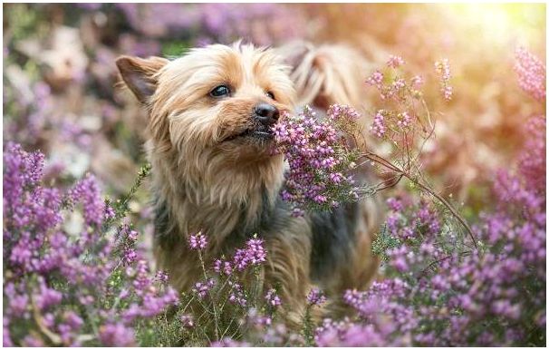 Йоркширский-терьер-собака-Описание-особенности-виды-уход-и-цена-породы-11
