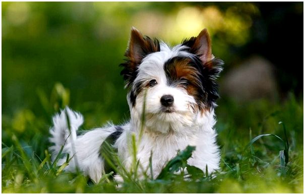 Йоркширский-терьер-собака-Описание-особенности-виды-уход-и-цена-породы-13
