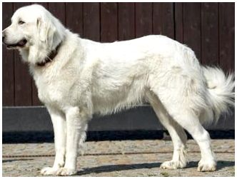 пиренейская собака фото