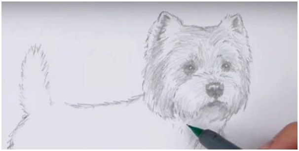 Рисунок карандашом все породы собак фото thumbnail