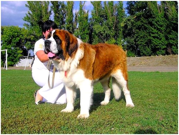 Самая высокая порода собак в мире фото thumbnail
