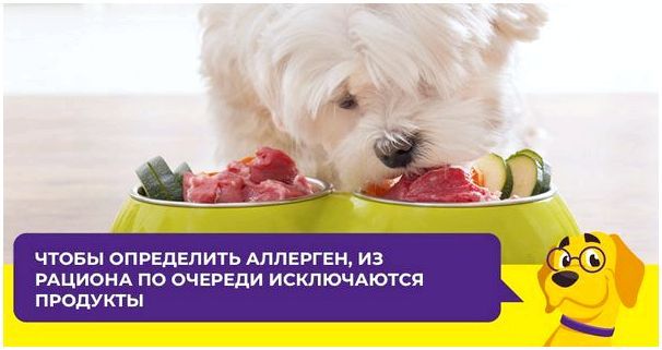 Как понять, что у собаки пищевая аллергия и чем ее лечить
