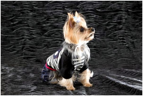 Вязание одежды для собак мелких пород спицами видео