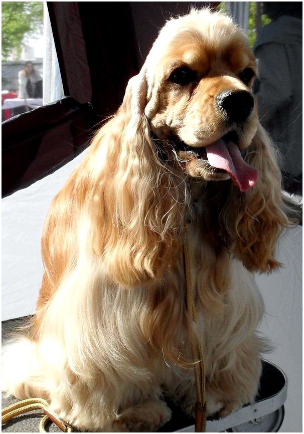Фото породы собак породы кокер спаниель