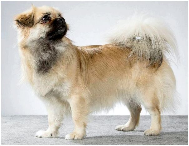Китайские породы собак тибетский спаниель
