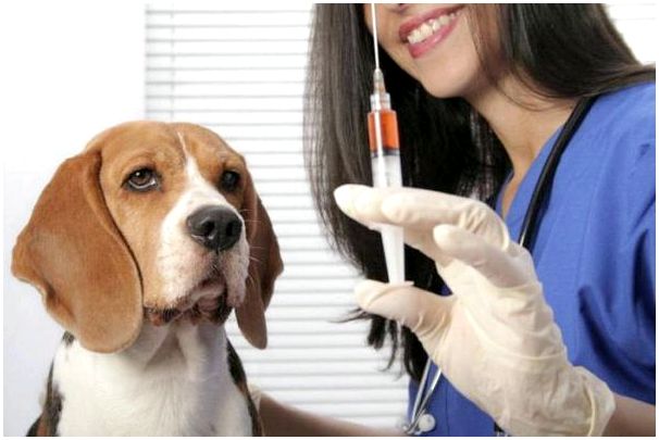вакцина против бешенства собак рабикан 