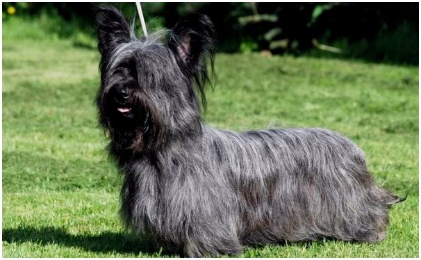 Скай-терьер: порода собак с шотландского острова Скай