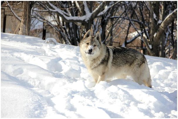 Чешский волчак зимой