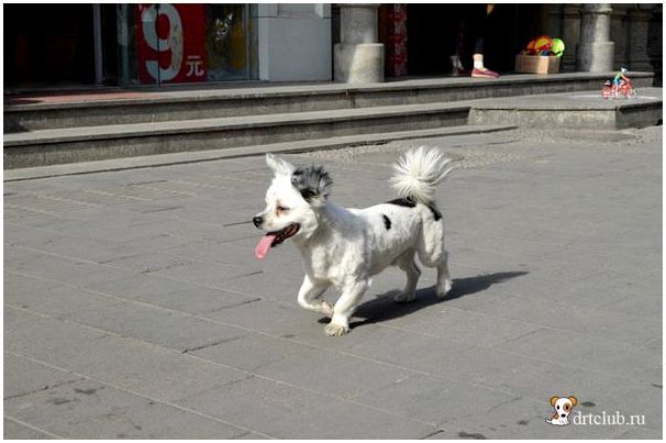 Собака китайской породы название