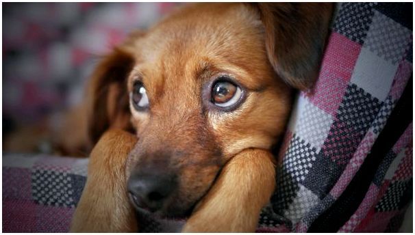 Гипогликемия у собак мелких пород симптомы и лечение thumbnail