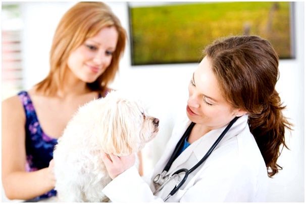 Осмотр у ветеринарного врача поможет либо подтвердить, либо опровергнуть ваши подозрения
