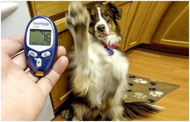 К сожалению, причиной повышения инсулина у собаки могут стать онкологические заболевания