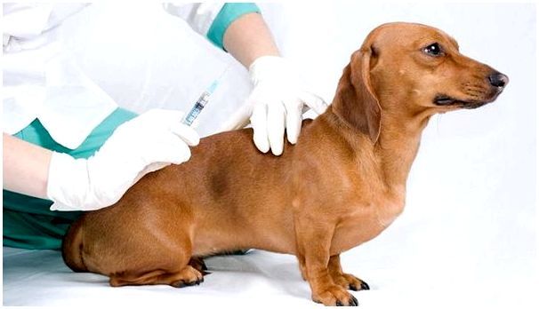 Прививки для собак какие и когда thumbnail