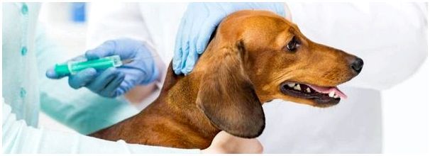 что нужно знать про вакцинацию собак