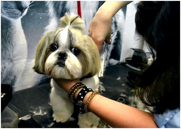 Фото стрижек для собак породы ши тцу