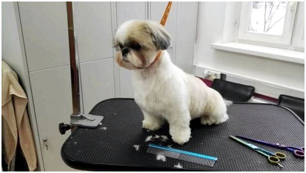 Фото стрижек для собак породы ши тцу