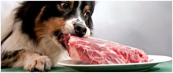 Вред говяжьего рубца для собак