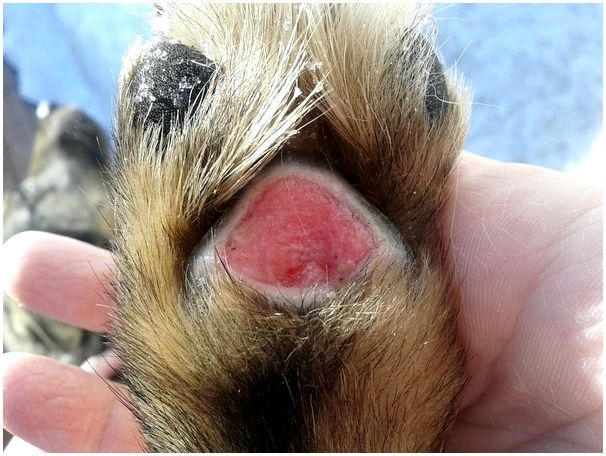 Заниматься самолечением ран у собак опасно, поскольку есть высокий попадания микробов и нагноения раны