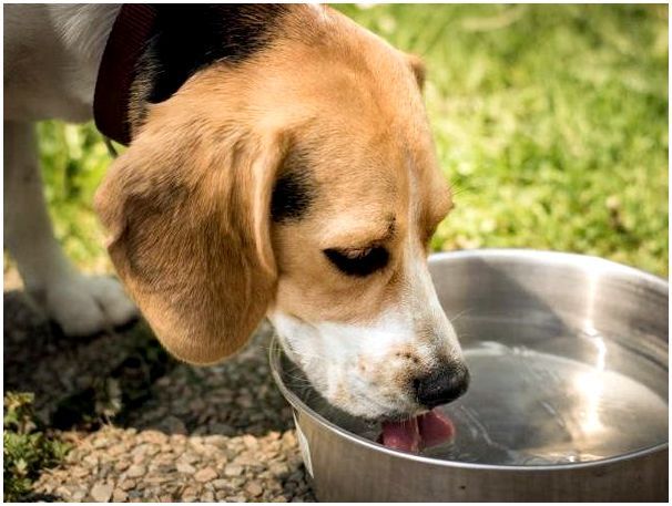 Во избежание обезвоживания при кровопотере у собаки должен быть постоянный доступ к воде