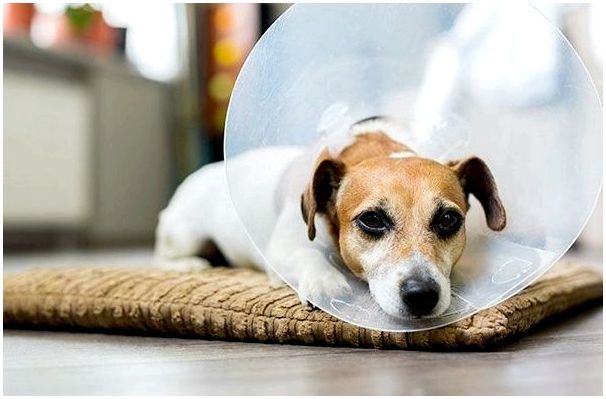 Воротник предотвратит расчесывание или зализывание собакой травмированного участка кожи