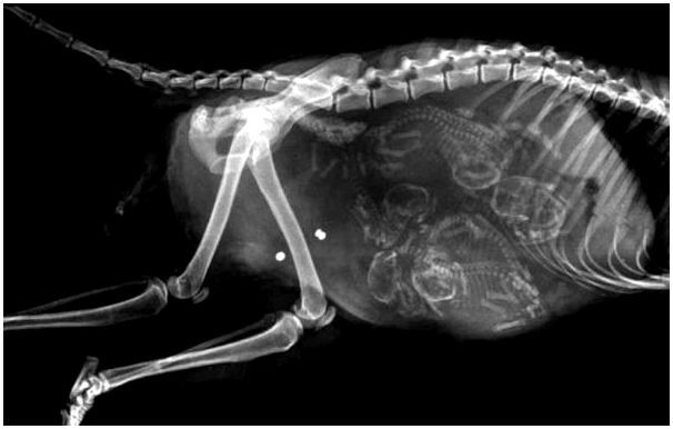 На рентгеновском снимке беременной собаки видны просвечивающиеся скелеты 4 плодов
