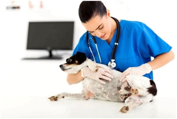 Осмотр беременной собаки ветеринаром
