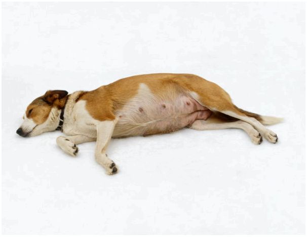 Сонливое состояние у собаки может быть признаком беременности