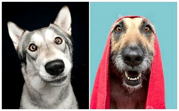 Сплошные эмоции! Забавные портреты собак самых разных пород