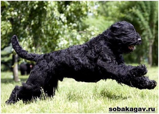 Русский-черный-терьер-собака-Описание-особенности-уход-и-цена-породы-1